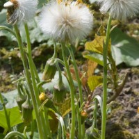 Colt's-foot